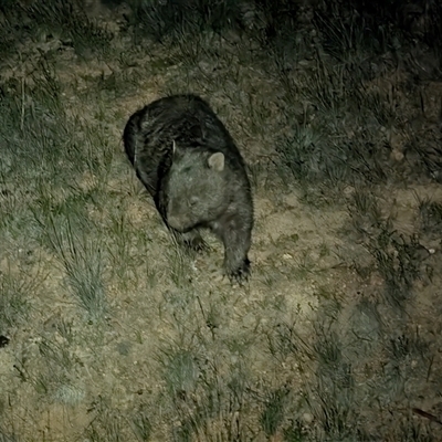 Vombatus ursinus (Bare-nosed Wombat, Common wombat) at Hackett, ACT - 13 Nov 2025 by sbittinger