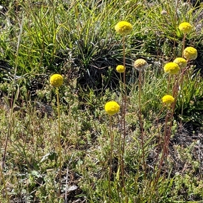 Craspedia variabilis (Common Billy Buttons) at Throsby, ACT - 12 Nov 2025 by sbittinger
