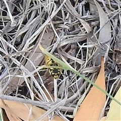 Vespula germanica at Kambah, ACT - 14 Nov 2025 by HelenCross