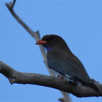 Eurystomus orientalis at  - suppressed by HelenCross