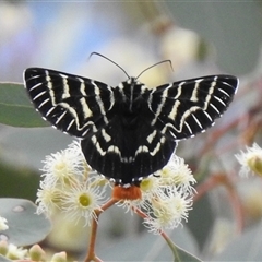 Comocrus behri (Mistletoe Day Moth) at Kambah, ACT - 14 Nov 2025 by HelenCross