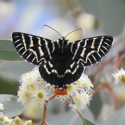 Comocrus behri (Mistletoe Day Moth) at Kambah, ACT - 14 Nov 2025 by HelenCross