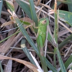 Praxibulus sp. (genus) (A grasshopper) at Franklin, ACT - 14 Nov 2025 by chriselidie