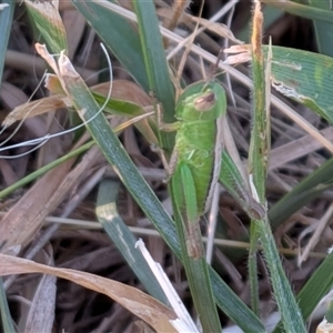 Praxibulus sp. (genus) (A grasshopper) at Franklin, ACT - 14 Nov 2025 by chriselidie