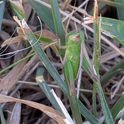 Praxibulus sp. (genus) (A grasshopper) at Franklin, ACT - 14 Nov 2025 by chriselidie
