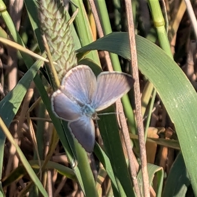 Zizina otis (Common Grass-Blue) at Franklin, ACT - 14 Nov 2025 by chriselidie