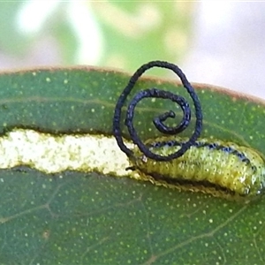 Gonipterus sp. (genus) (Eucalyptus Weevil) at Kambah, ACT - 14 Nov 2025 by HelenCross