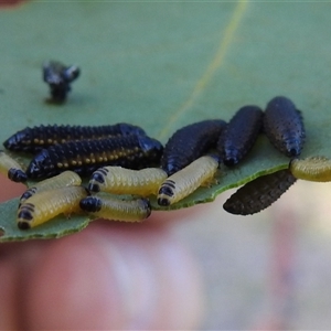 Paropsis (paropsine) genus-group (Unidentified 'paropsine' leaf beetle) at Kambah, ACT - 14 Nov 2025 by HelenCross