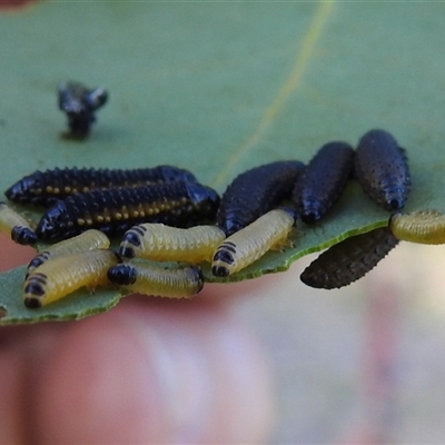 Paropsis (paropsine) genus-group (Unidentified 'paropsine' leaf beetle) at Kambah, ACT - 14 Nov 2025 by HelenCross