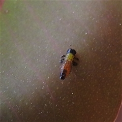 Paropsisterna beata (Blessed Leaf Beetle) at Kambah, ACT - 14 Nov 2025 by HelenCross