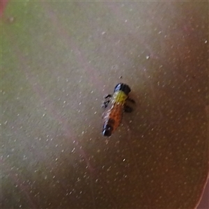 Paropsisterna beata (Blessed Leaf Beetle) at Kambah, ACT - 14 Nov 2025 by HelenCross