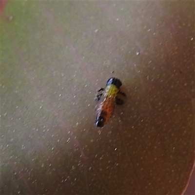 Paropsisterna beata (Blessed Leaf Beetle) at Kambah, ACT - 14 Nov 2025 by HelenCross