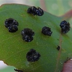 Unverified Leaf beetle (Chrysomelidae) at Kambah, ACT - 14 Nov 2025 by HelenCross