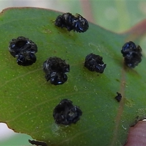 Unverified Leaf beetle (Chrysomelidae) at Kambah, ACT - 14 Nov 2025 by HelenCross