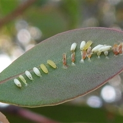 Paropsis (paropsine) genus-group (Unidentified 'paropsine' leaf beetle) at Kambah, ACT - 14 Nov 2025 by HelenCross