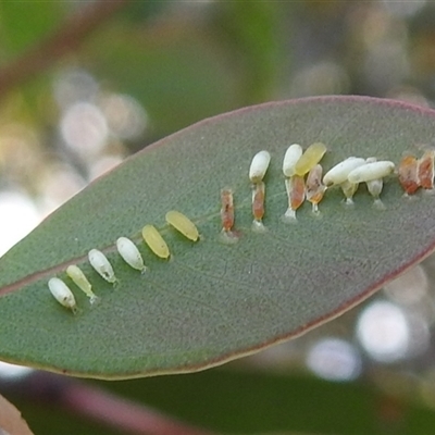 Paropsis (paropsine) genus-group (Unidentified 'paropsine' leaf beetle) at Kambah, ACT - 14 Nov 2025 by HelenCross