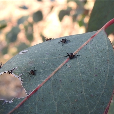 Unverified Leafhopper or planthopper (Hemiptera, several families) at Kambah, ACT - 14 Nov 2025 by HelenCross