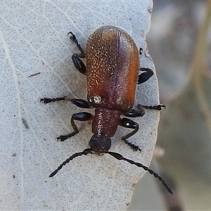 Ecnolagria grandis (Honeybrown beetle) at Kambah, ACT - 14 Nov 2025 by HelenCross