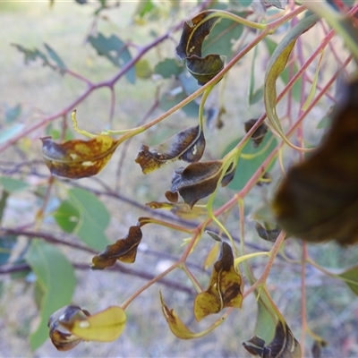 Unverified Insect at Kambah, ACT - 14 Nov 2025 by HelenCross