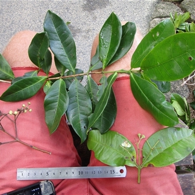 Backhousia bancroftii (Johnstone River hardwood) at Syndicate, QLD - 5 Sep 2022 by JasonPStewart