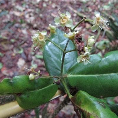 Backhousia bancroftii (Johnstone River hardwood) at Syndicate, QLD - 6 Sep 2022 by JasonPStewart