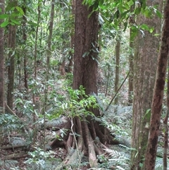 Backhousia bancroftii (Johnstone River hardwood) at Syndicate, QLD - 1 Oct 2022 by JasonPStewart