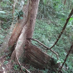 Syzygium sayeri at Syndicate, QLD - 20 Nov 2015 by JasonPStewart