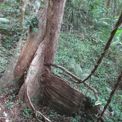 Syzygium sayeri at Syndicate, QLD - 20 Nov 2015 by JasonPStewart