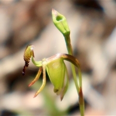 Caleana minor (Small Duck Orchid) at Aranda, ACT - 14 Nov 2025 by Clarel