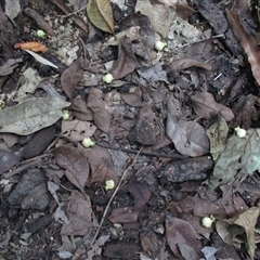 Syzygium sayeri at Syndicate, QLD - 20 Nov 2015 by JasonPStewart