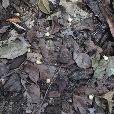 Syzygium sayeri at Syndicate, QLD - 20 Nov 2015 by JasonPStewart