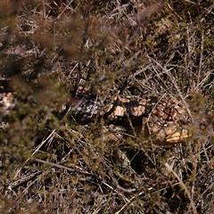 Tiliqua nigrolutea (Blotched Blue-tongue) at Snowy Plain, NSW - 8 Nov 2025 by ConBoekel