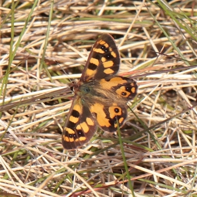 Unverified Nymph (Nymphalidae) at Snowy Plain, NSW - 8 Nov 2025 by ConBoekel