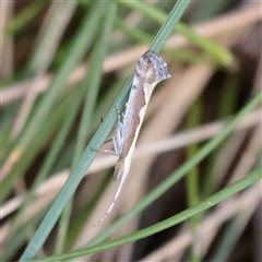 Plutella xylostella (Diamondback Moth) at Snowy Plain, NSW - 8 Nov 2025 by ConBoekel