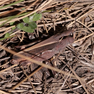 Cryptobothrus chrysophorus (Golden Bandwing) at Snowy Plain, NSW - 8 Nov 2025 by ConBoekel