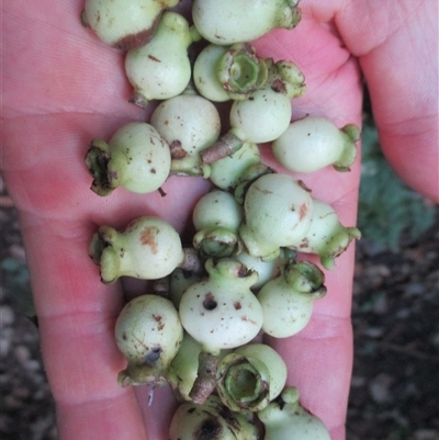 Syzygium sayeri at Syndicate, QLD - 26 Sep 2016 by JasonPStewart