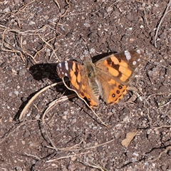 Vanessa kershawi (Australian Painted Lady) at Snowy Plain, NSW - 8 Nov 2025 by ConBoekel