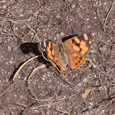 Vanessa kershawi (Australian Painted Lady) at Snowy Plain, NSW - 8 Nov 2025 by ConBoekel