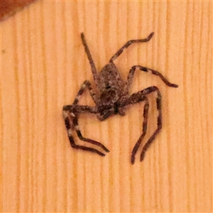 Unverified Huntsman spider (Sparassidae) at Snowy Plain, NSW - 8 Nov 2025 by ConBoekel