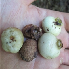 Syzygium sayeri at Syndicate, QLD - 24 Nov 2016 by JasonPStewart