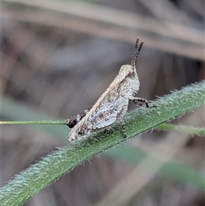 Phaulacridium vittatum (Wingless Grasshopper) at Franklin, ACT - 14 Nov 2025 by chriselidie