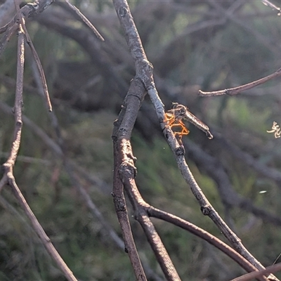 Cerdistus sp. (genus) (Slender Robber Fly) at Franklin, ACT - 14 Nov 2025 by chriselidie