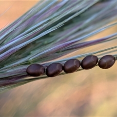 Unverified Insect at Franklin, ACT - 14 Nov 2025 by chriselidie