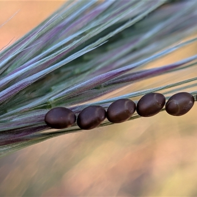 Unverified Insect at Franklin, ACT - 14 Nov 2025 by chriselidie