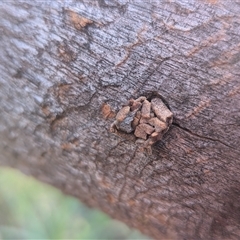 Unverified Insect at Franklin, ACT - 14 Nov 2025 by chriselidie