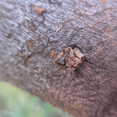 Unverified Insect at Franklin, ACT - 14 Nov 2025 by chriselidie