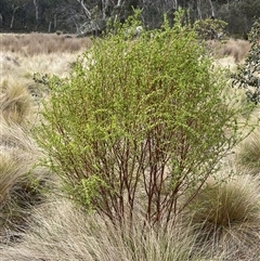 Pimelea pauciflora (Poison Rice Flower) at Tharwa, ACT - 14 Nov 2025 by JaneR