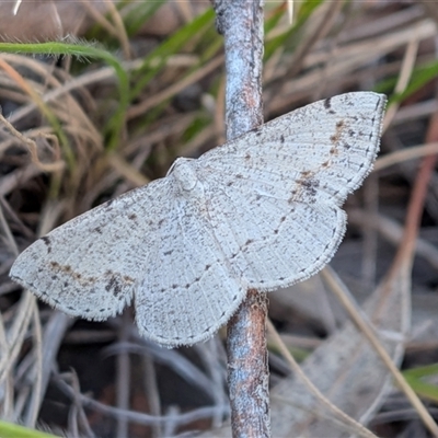 Taxeotis intextata (Looper Moth, Grey Taxeotis) at Franklin, ACT - 14 Nov 2025 by chriselidie