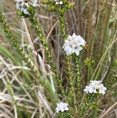 Epacris breviflora (Drumstick Heath) at Tharwa, ACT - 14 Nov 2025 by JaneR