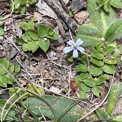 Lobelia pedunculata (Matted Pratia) at Tharwa, ACT - 14 Nov 2025 by JaneR